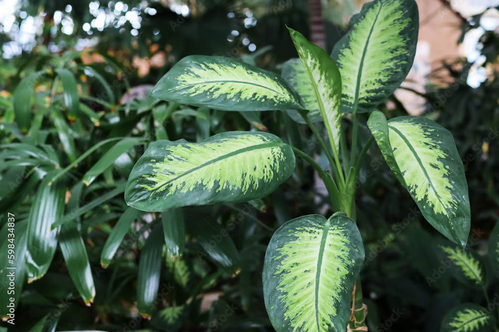 Beautiful green plant in amusement park, closeup