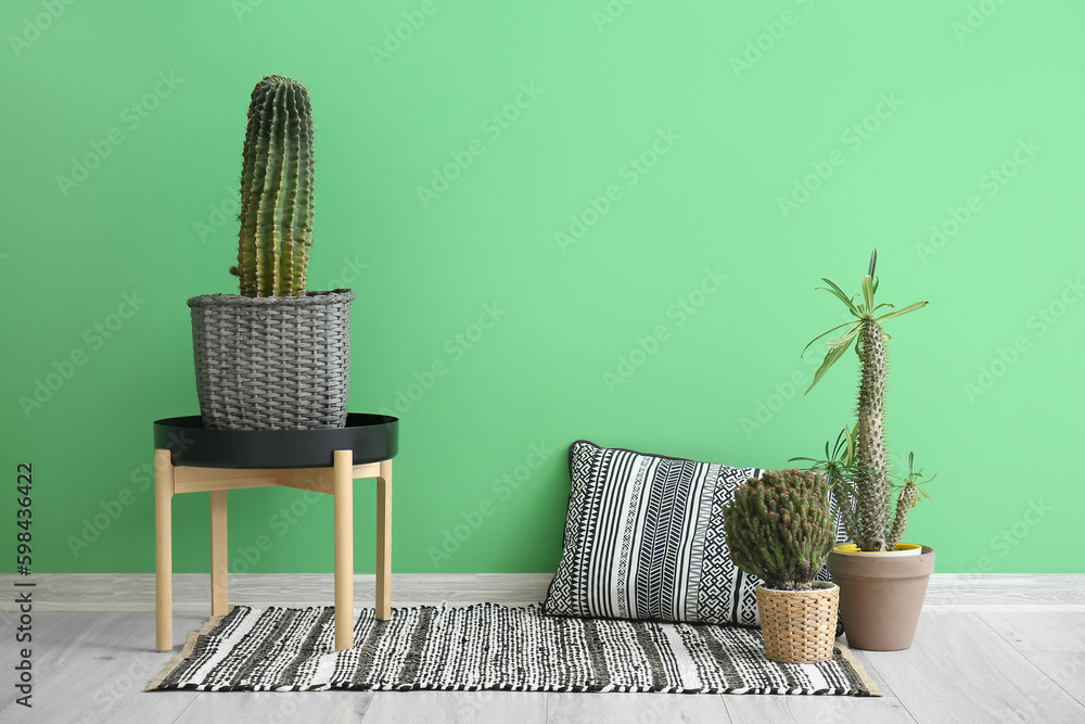 Different cacti in pots, table and pillow near green wall