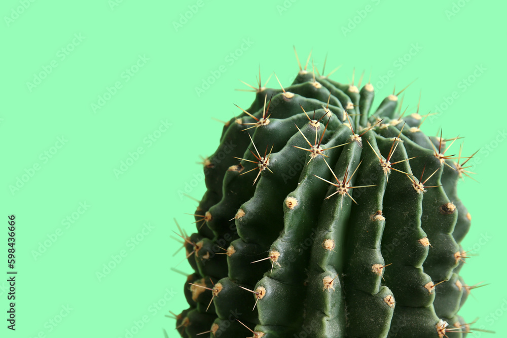 Cactus on green background, closeup