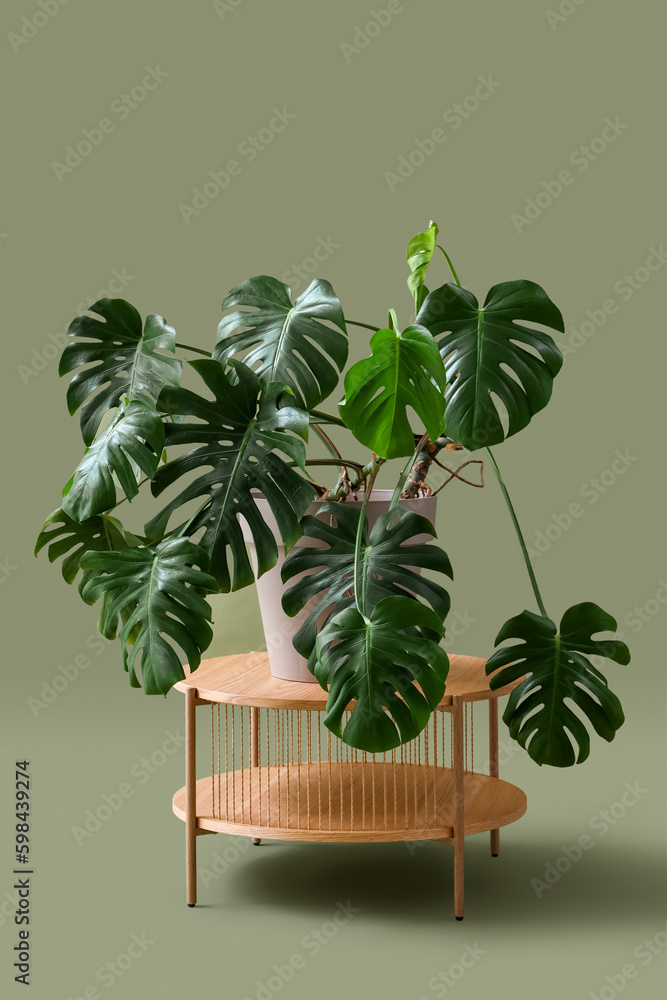 Table with Monstera houseplant on green background