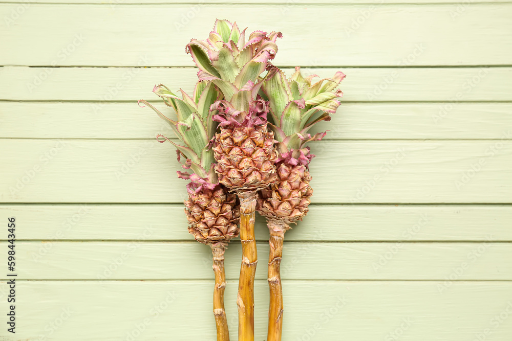 Decorative pineapples on green wooden background