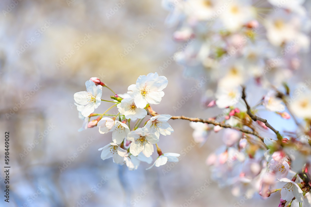 Blooming cherry branches on spring day, closeup