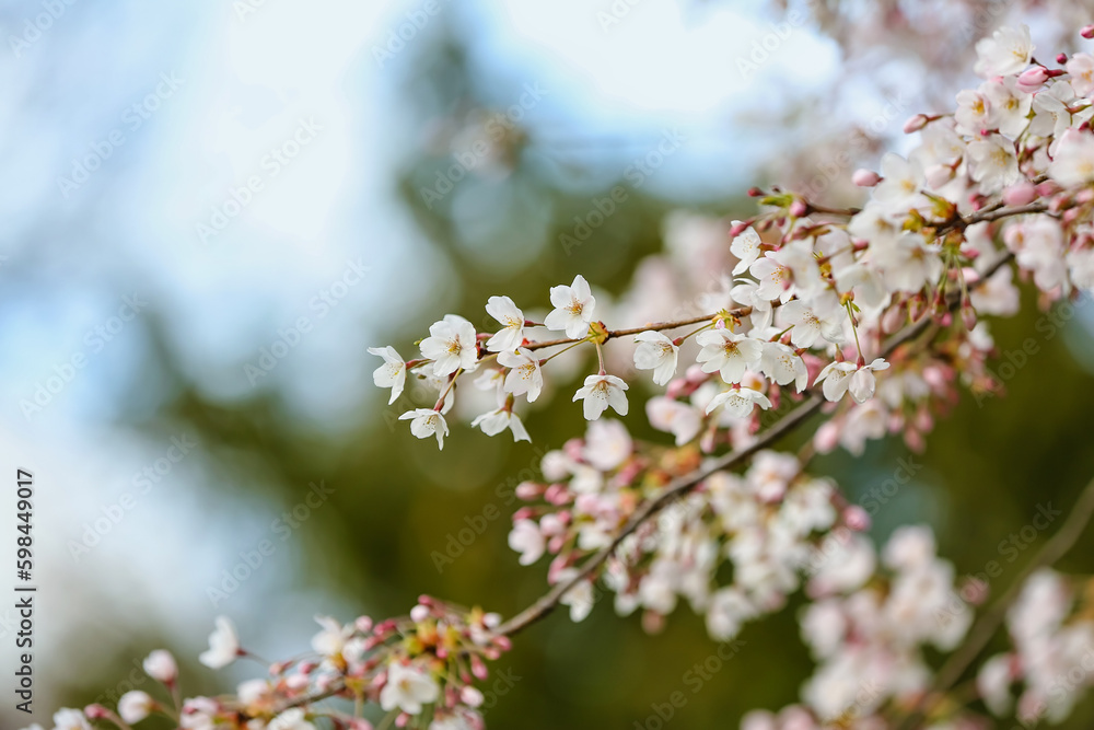 Blooming cherry branches on spring day, closeup