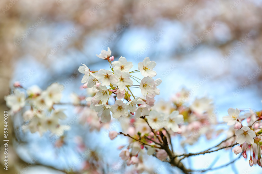 Blooming cherry branches on spring day, closeup