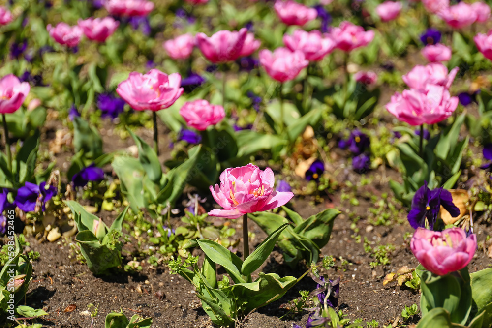 Beautiful pink tulips on spring day, closeup