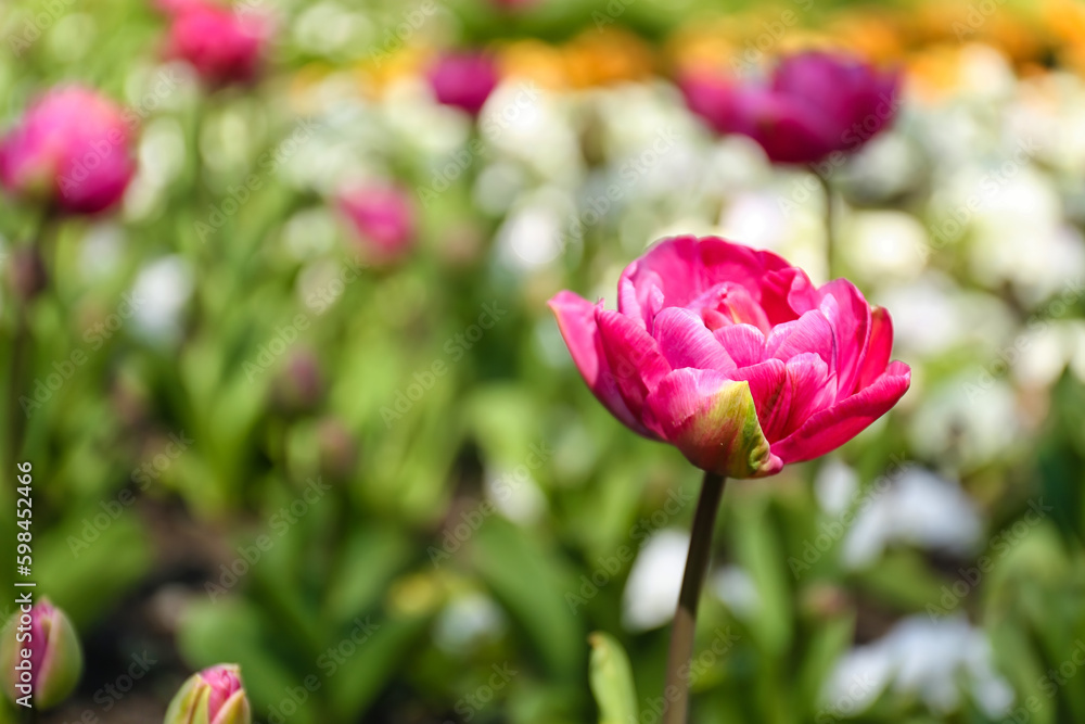 Beautiful pink tulip on spring day, closeup