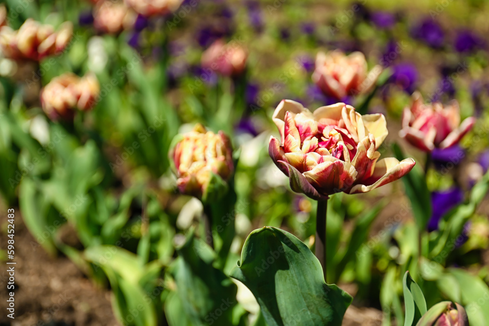 Beautiful tulip blooming on spring day, closeup