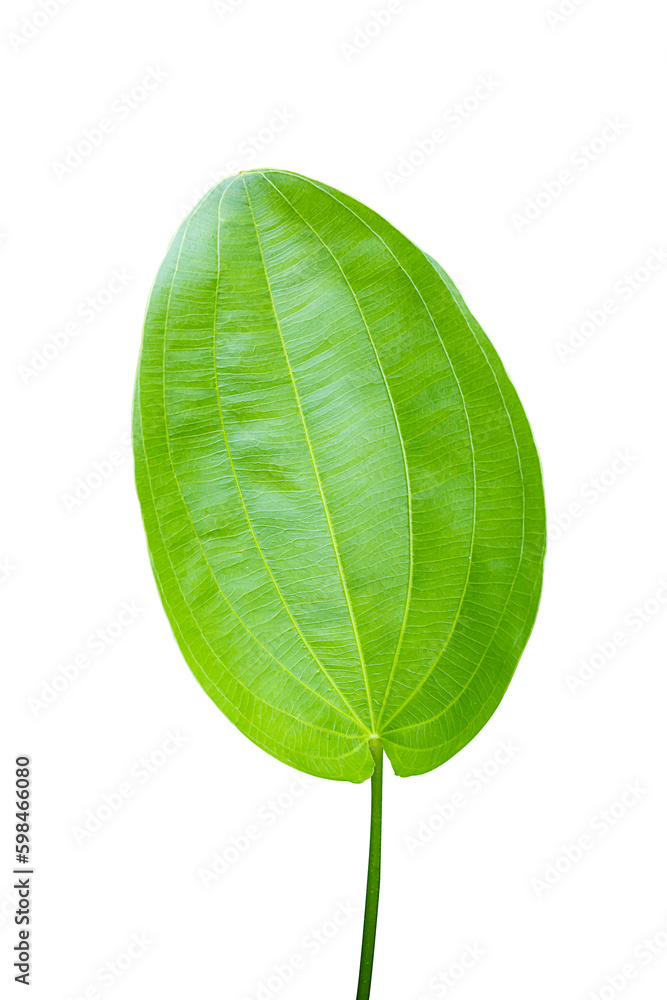 Green Echinodorus palifolius leaf isolated on white