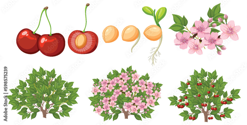 Life Cycle of a Cherry Tree