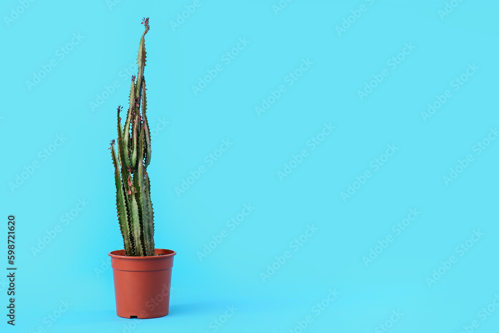 Pot with big cactus on blue background