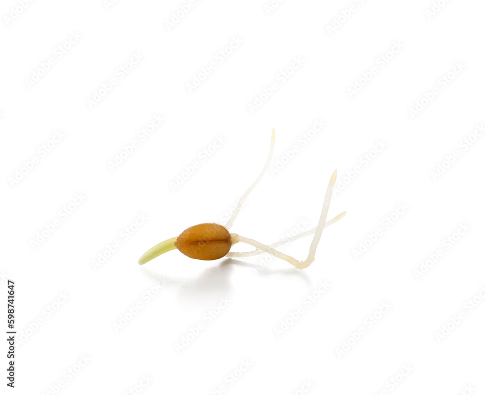 Sprouted grain of wheat on white background