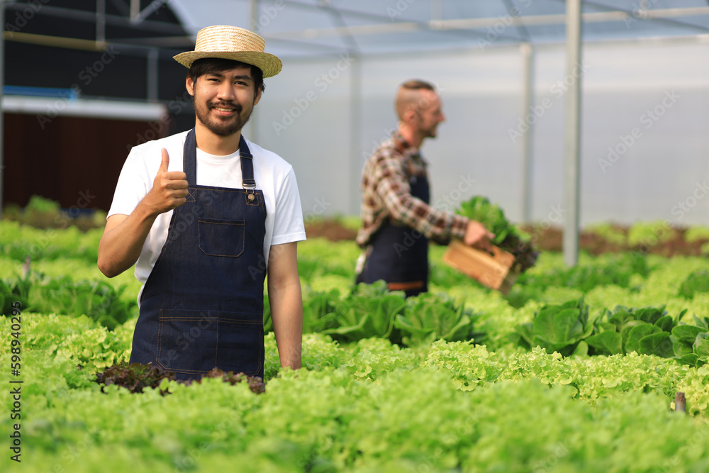 Farmer checking plant health in greenhouse system and harvesting. Farmer inspect farm products quali