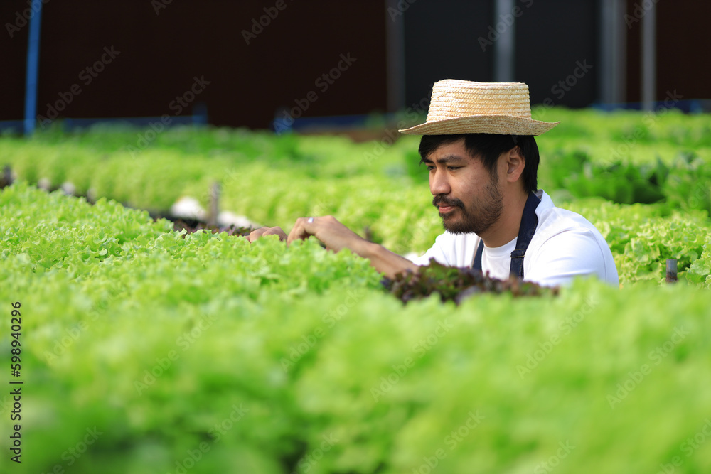 Farmer checking plant health in greenhouse system and harvesting. Farmer inspect farm products quali