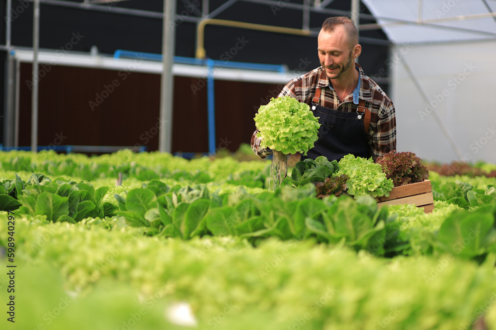 Farmer checking plant health in greenhouse system and harvesting. Farmer inspect farm products quali