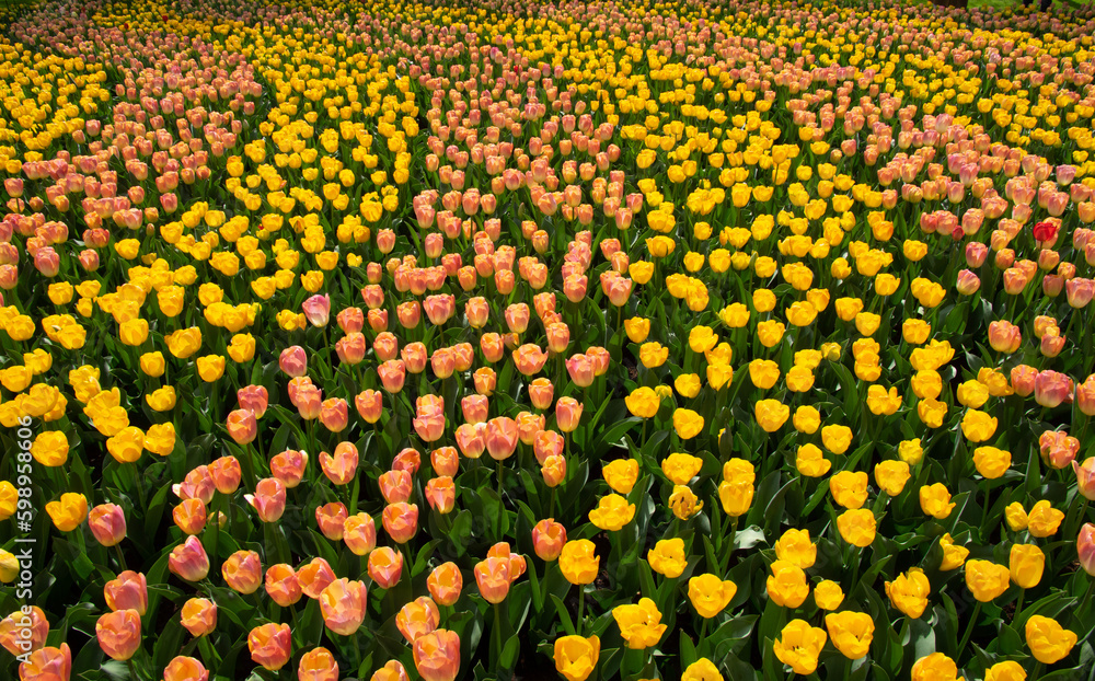 Tulips flower background