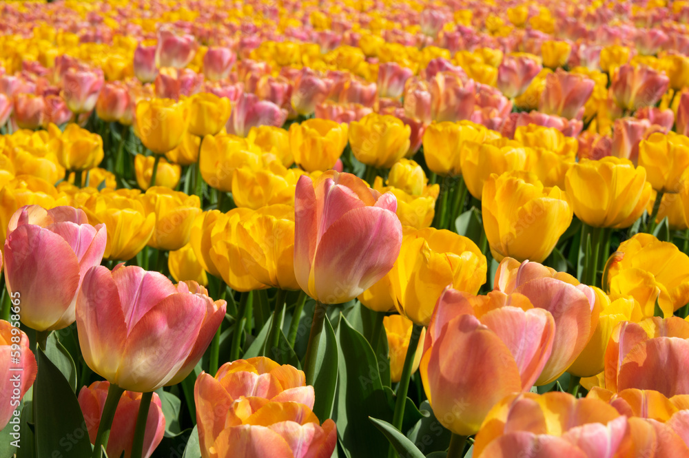 Tulips flower background