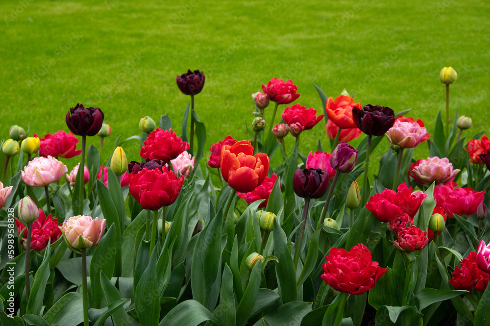 Tulips flower background