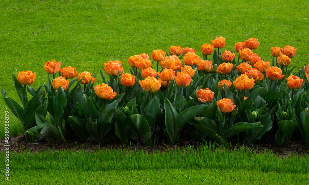 Tulips flower background