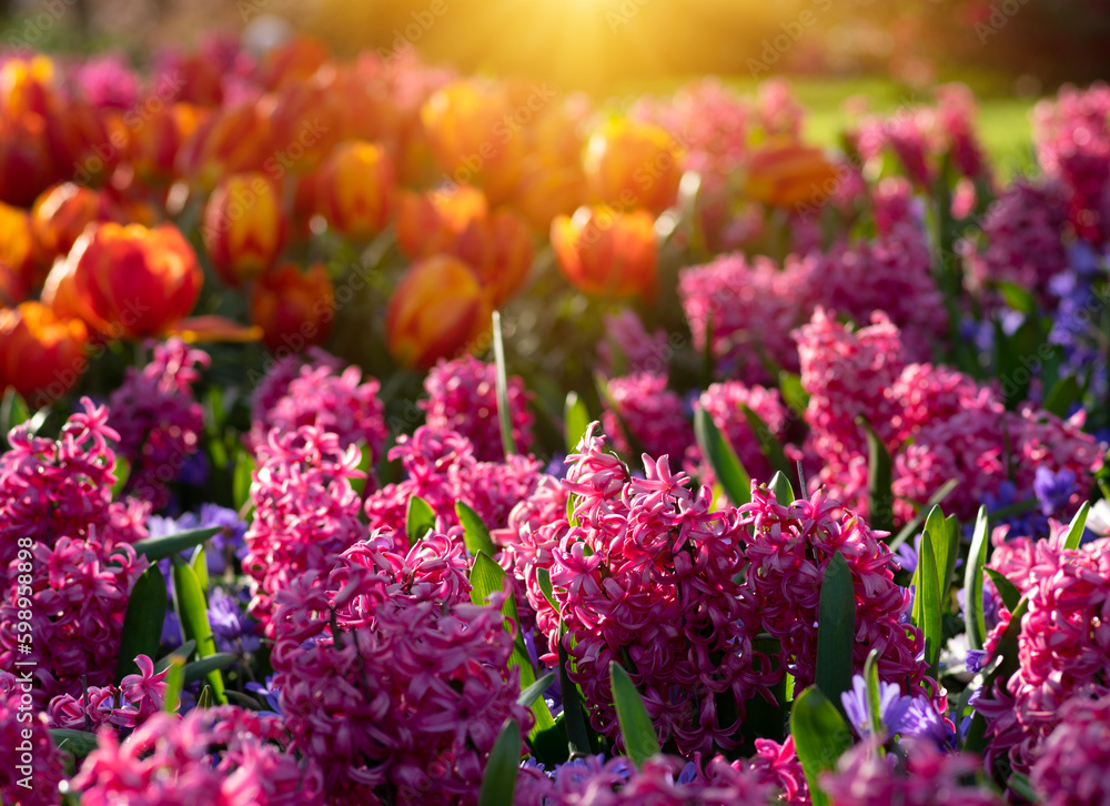  Colorful tulips on sunlight