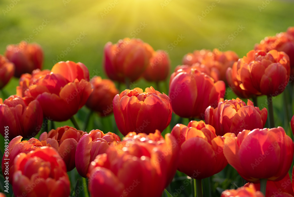  Colorful tulips on sunlight