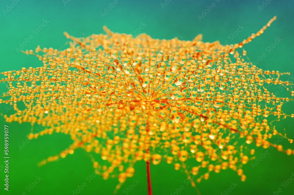 Dandelion closeup in dew and sunligh