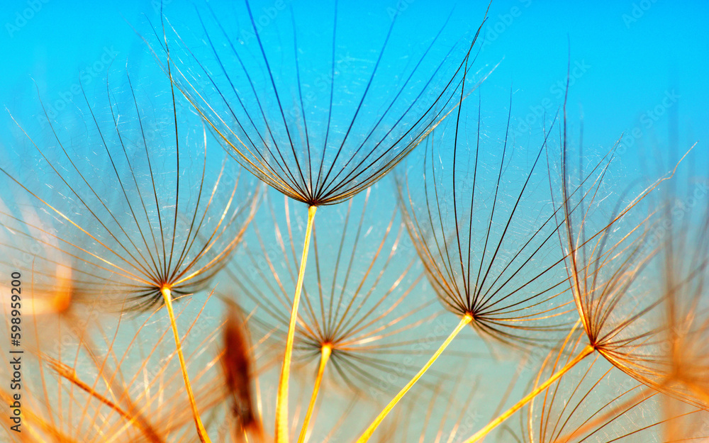 Dandelion flower on sun