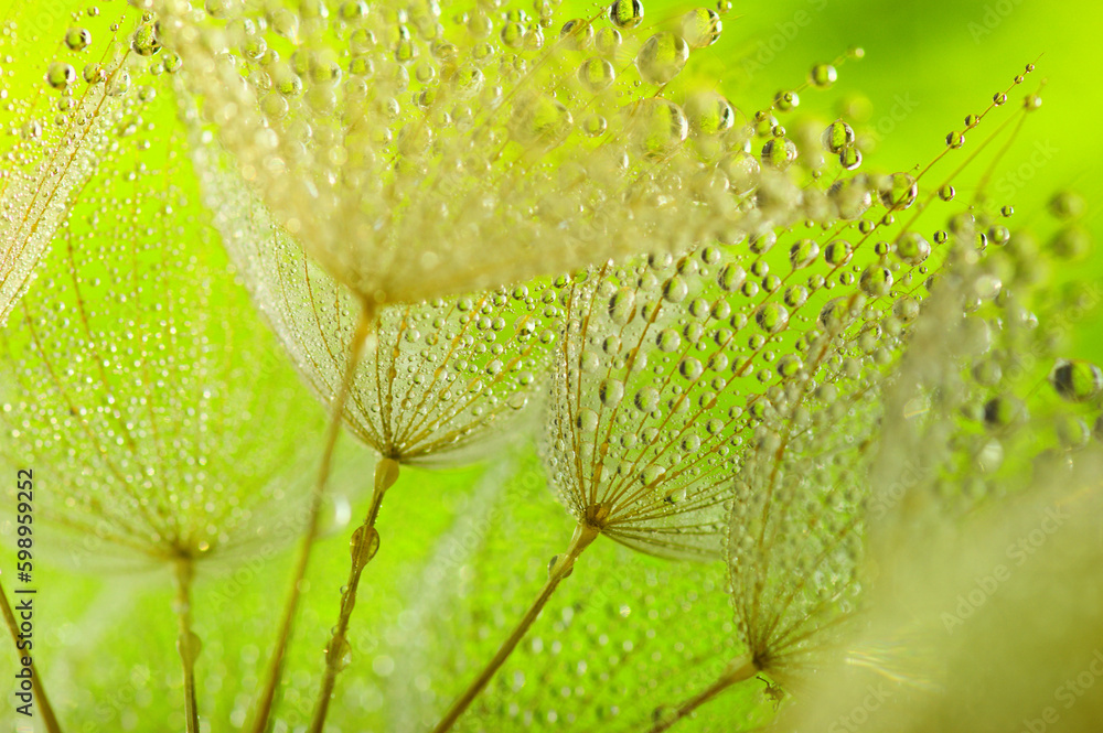 Dandelion flower background in water