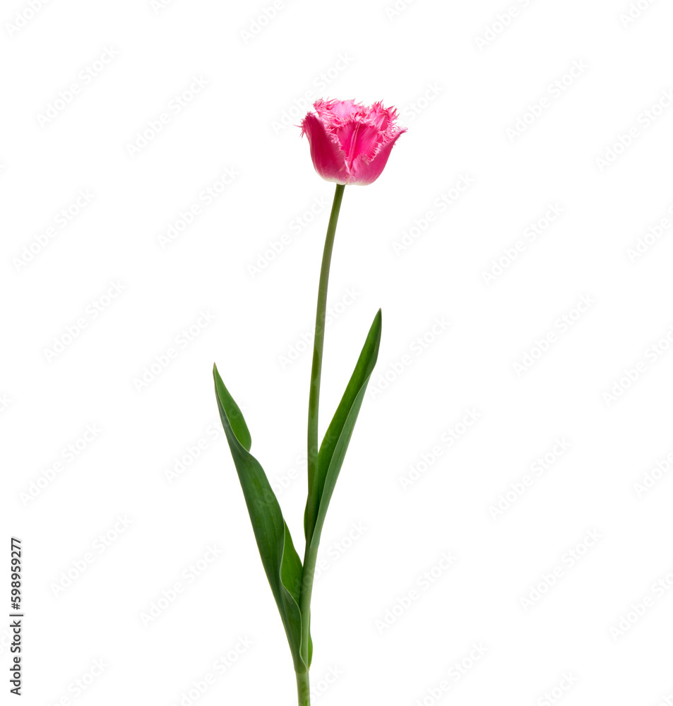 Tulip flower isolated on white