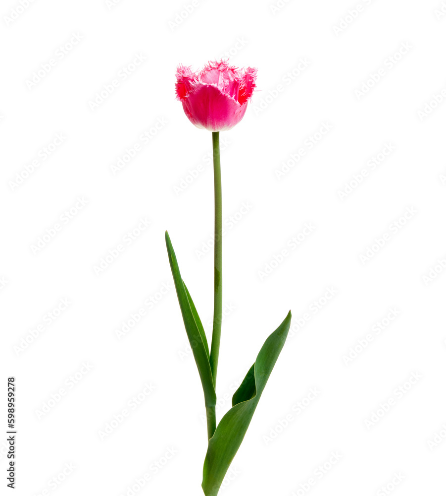 Tulip flower isolated on white