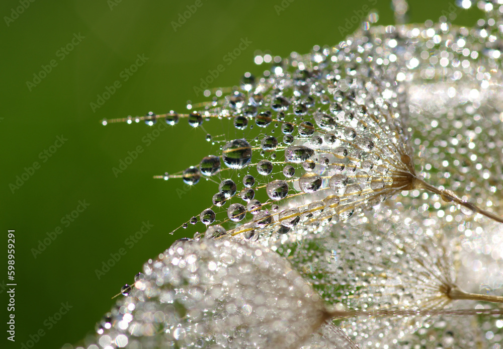 Dandelion flower background in water