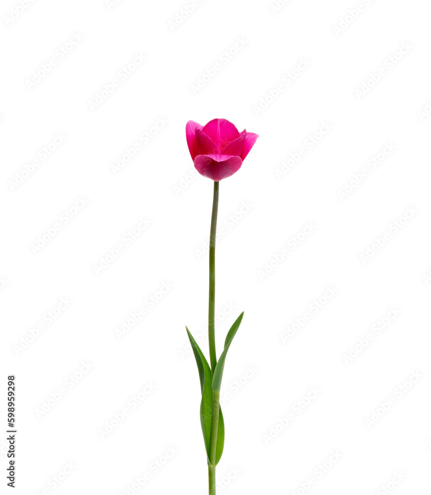 Tulip flower isolated on white