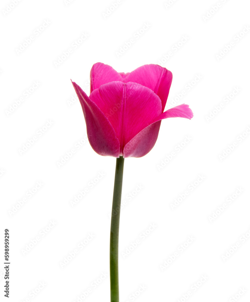 Tulip flower isolated on white