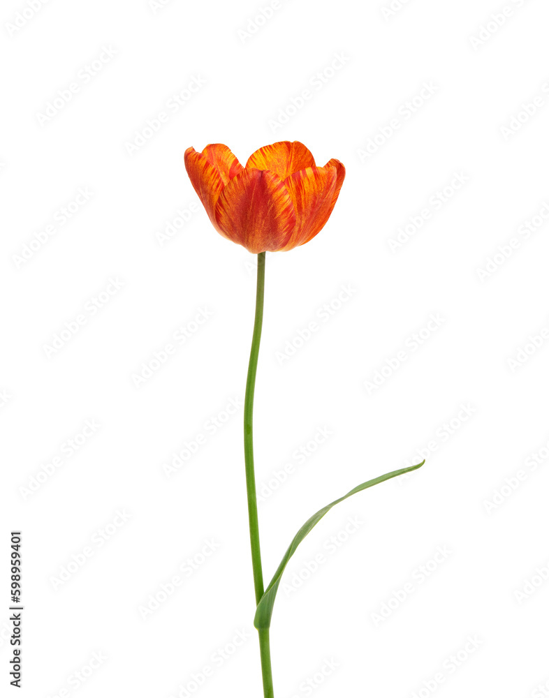 Tulip flower isolated on white