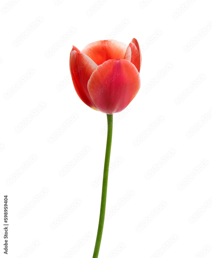 Tulip flower isolated on white