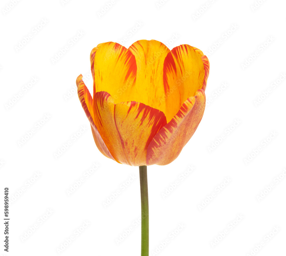 Tulip flower isolated on white