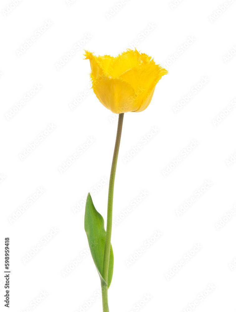 Tulip flower isolated on white