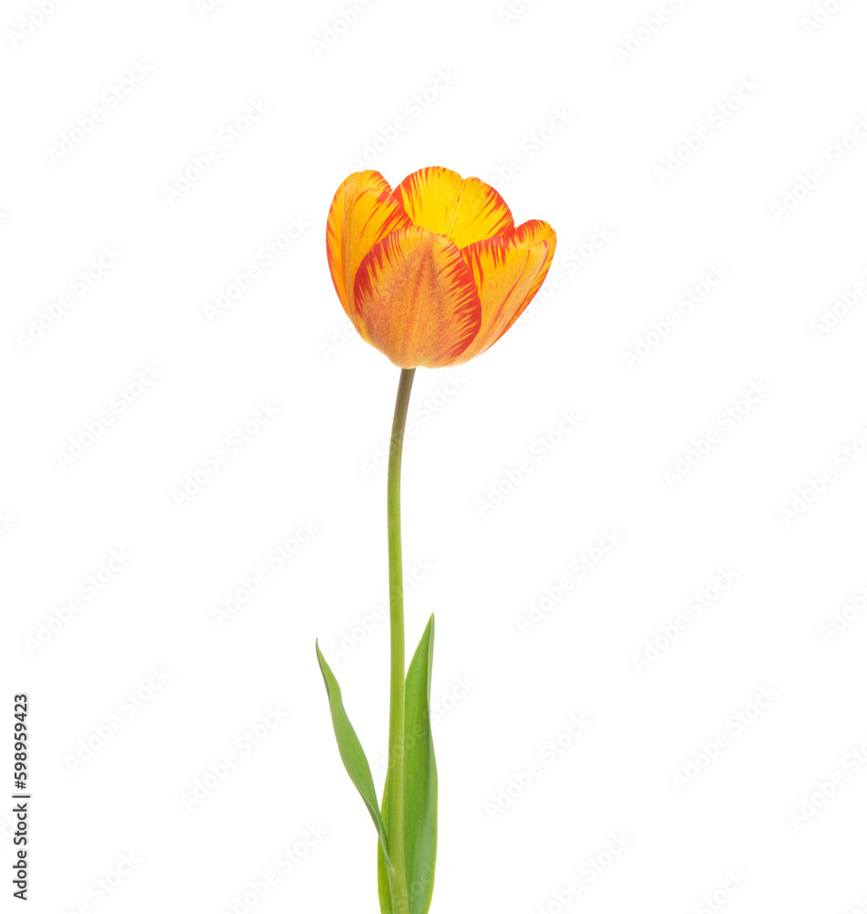 Tulip flower isolated on white