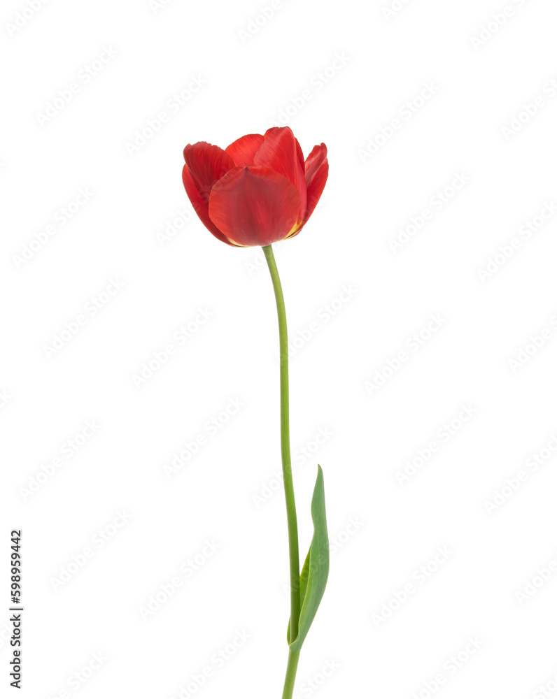 Tulip flower isolated on white