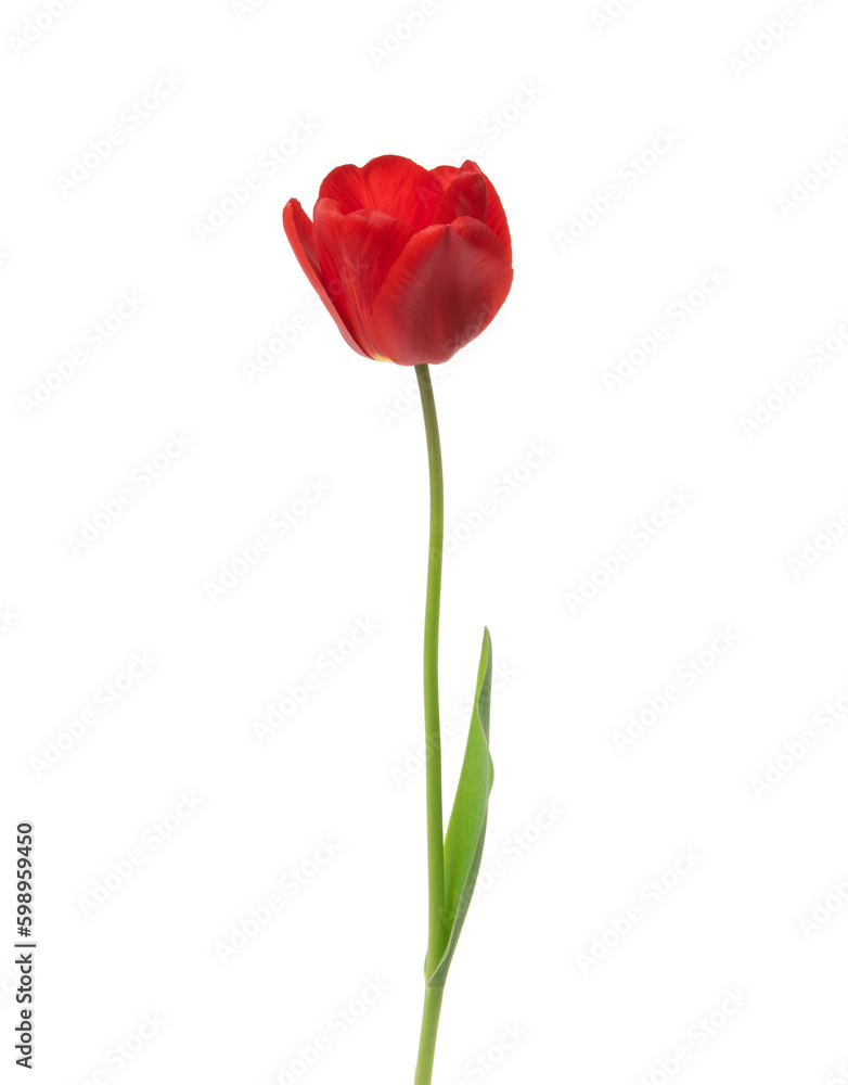 Tulip flower isolated on white