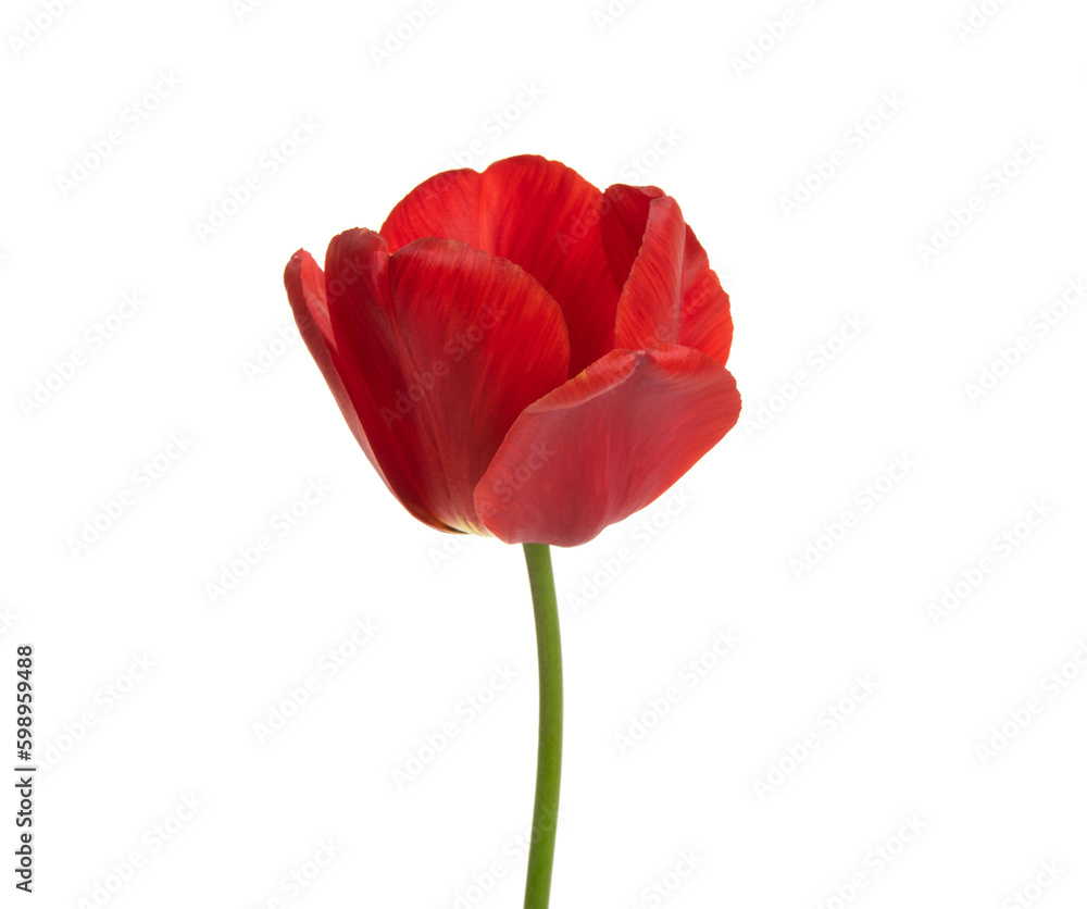 Tulip flower isolated on white