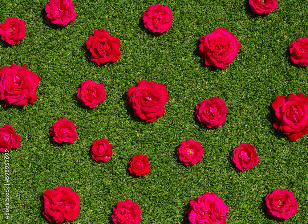 Roses flowers on green grass background.