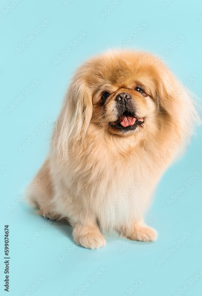 Cute dog on blue background