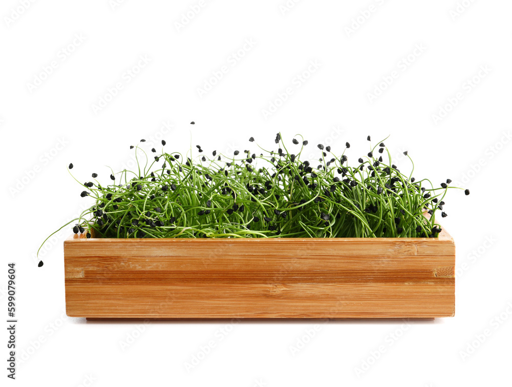 Wooden box with fresh micro green on white background