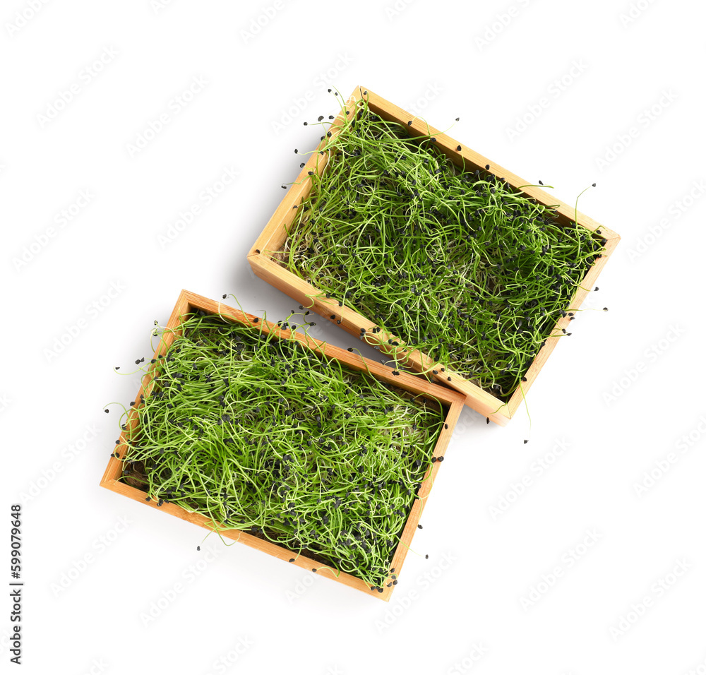 Wooden boxes with fresh micro green on white background