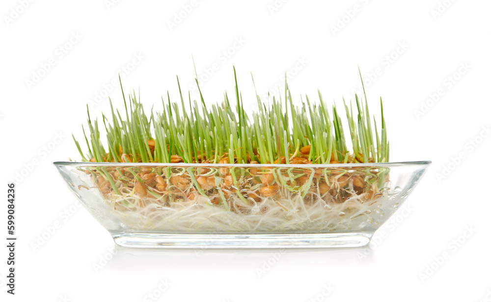 Container with fresh wheatgrass on white background