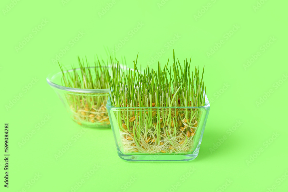 Containers with fresh wheatgrass on green background