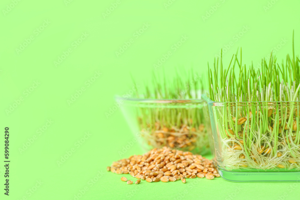 Containers with fresh wheatgrass and grains on green background, closeup