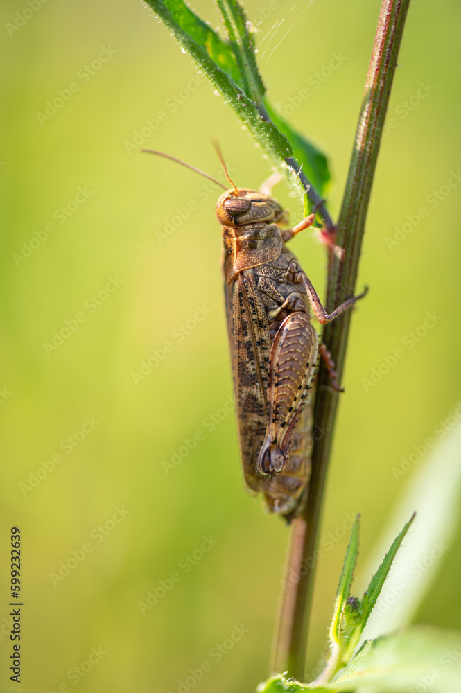 brown grasshopper insect sitting on the grass in the middle of a meadow with a green background in M