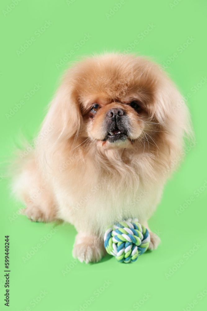 Cute dog with toy on green background