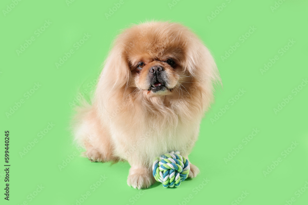 Cute dog with toy on green background